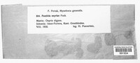 Puccinia oxyriae image